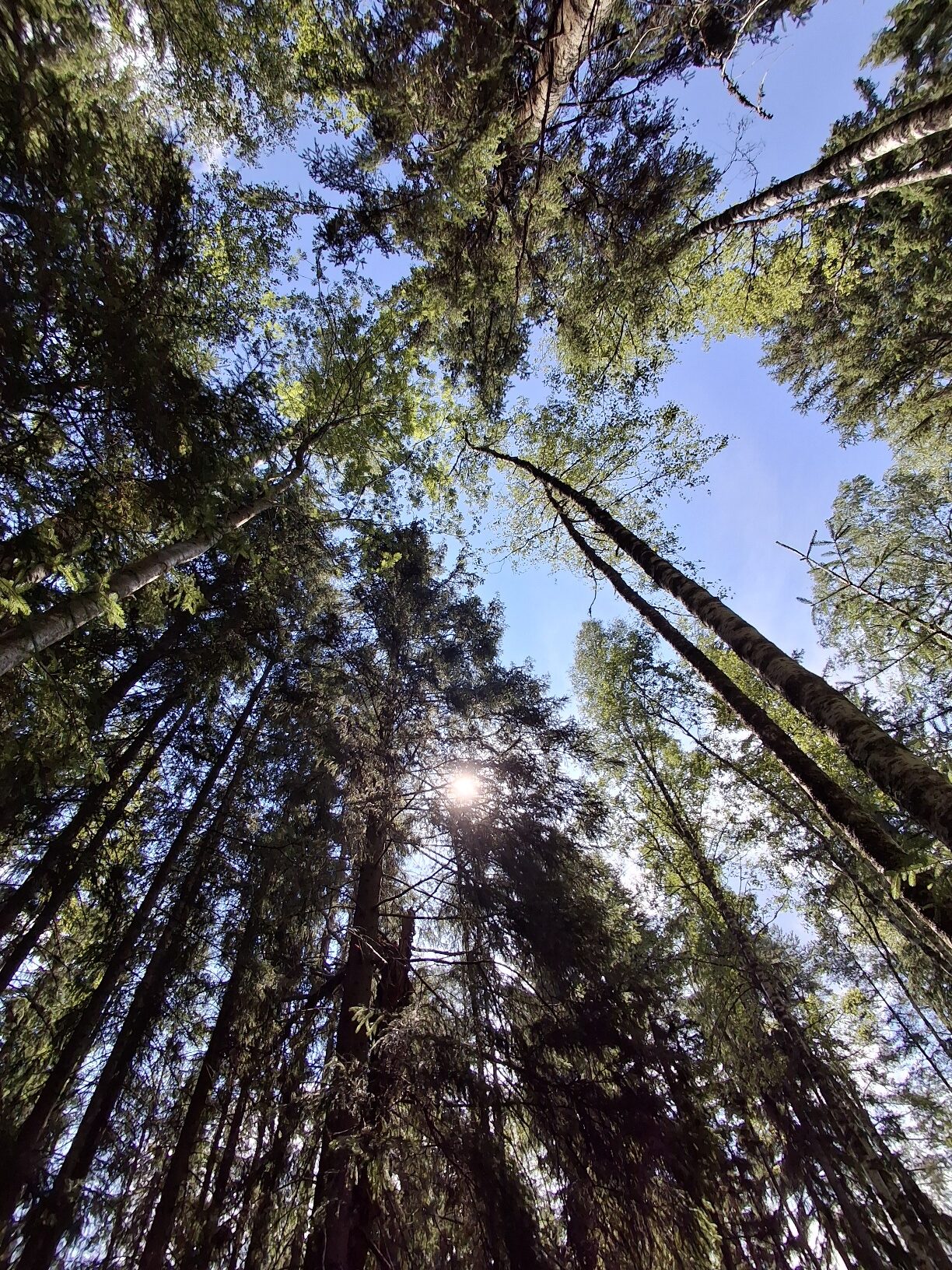 Waldbaden Rangsdorf. Blick vom Boden hoch in die Baumkronen.