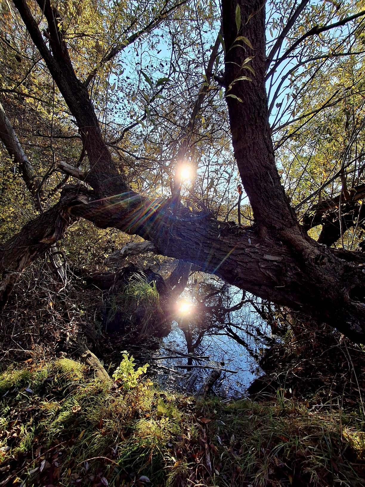 Naturcoaching, Coaching in der Natur. Hier zu sehen ist eine Sonne, die sich im Wasser spiegelt. dazwischen ein Baumstamm.