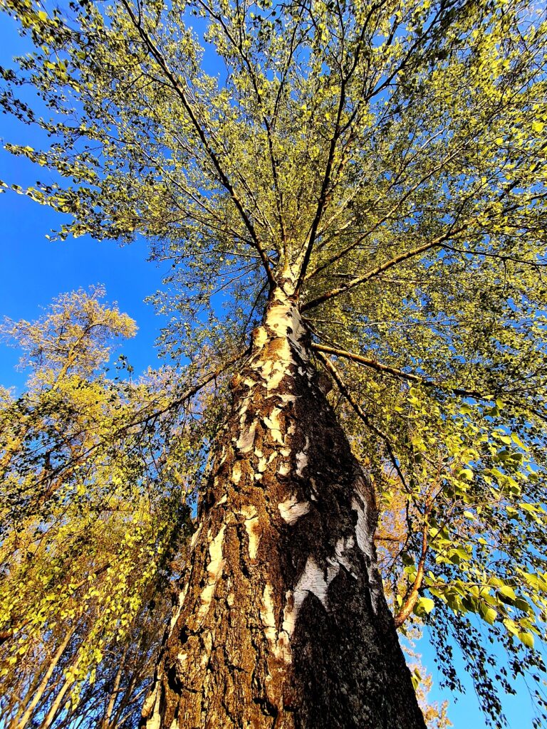 Waldbaden in Rangsdorf bei Berlin. Unter einer großen Birke stehen.